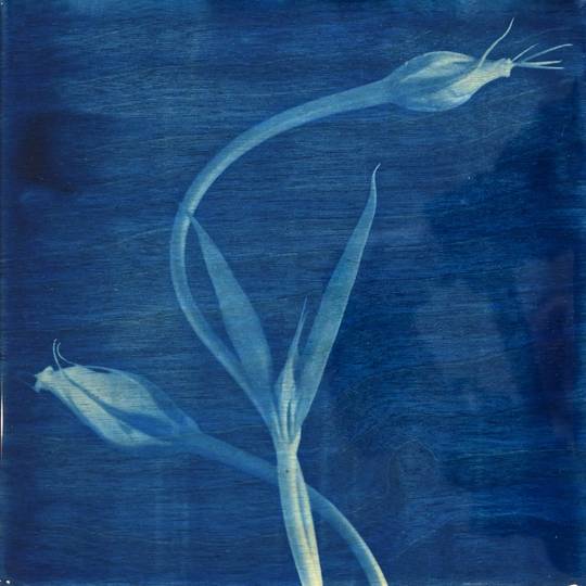 FLOWER PROOF SERIES II: #5, 2013