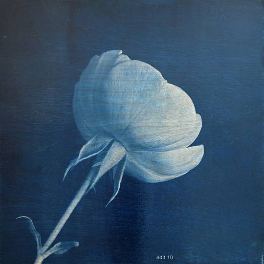FLOWER PROOF SERIES II: #3, 2013