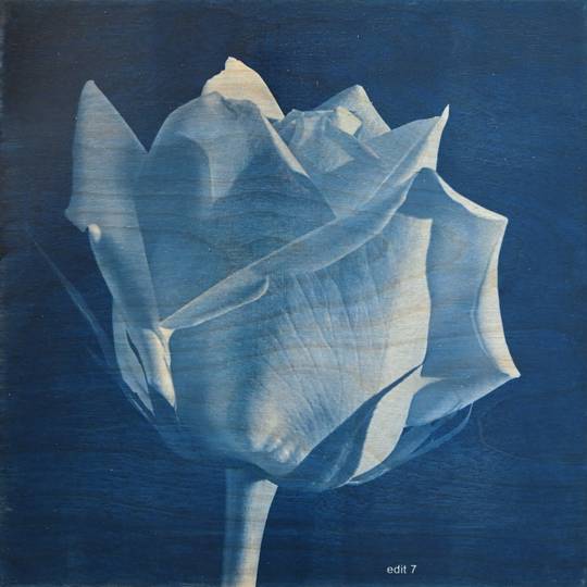 FLOWER PROOF SERIES II: #2, 2013