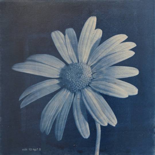 FLOWER PROOF SERIES II: #1, 2013