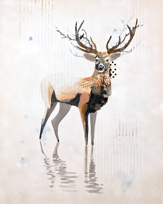 WHITE MULE DEER - WEST 4, 2024