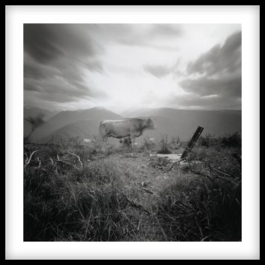 VACHE (GLORIOUS ARIEGEOISE), ED. 6/15, 2007