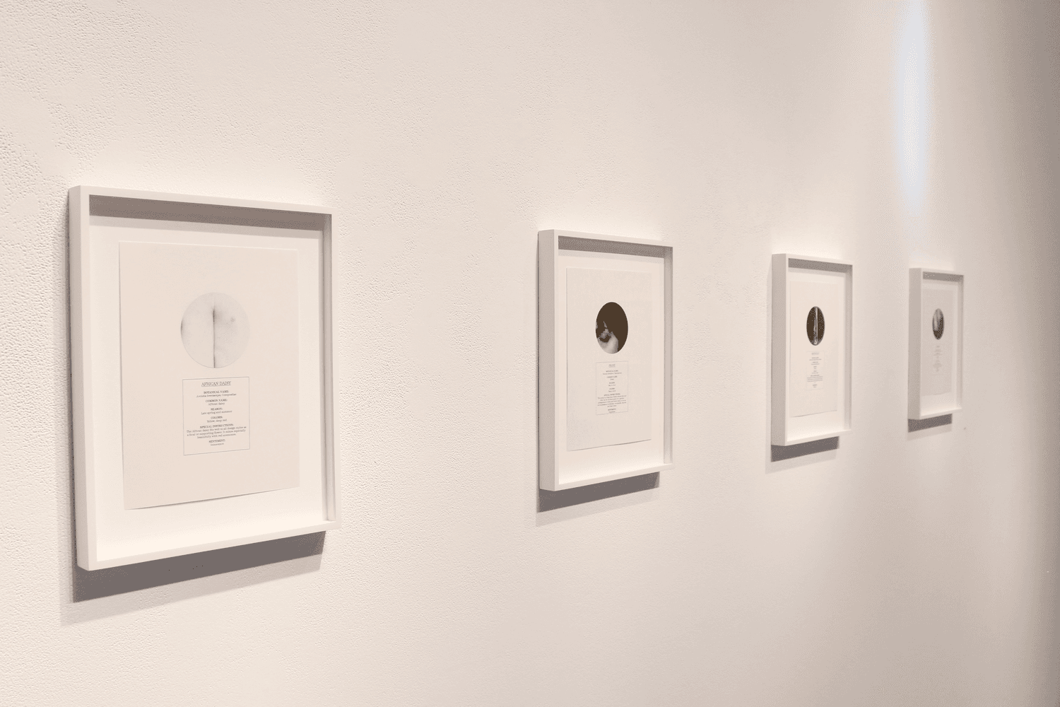 Sophie Jodoin - "A CATALOGUE OF ARTIFICIAL SENTIMENTS" - 2016 3