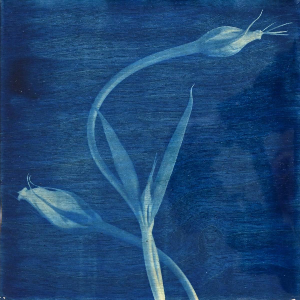 FLOWER PROOF SERIES II: #5, 2013