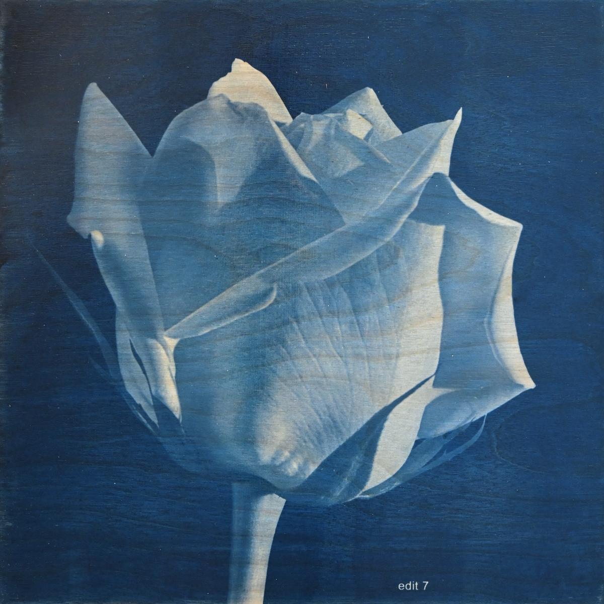 FLOWER PROOF SERIES II: #2, 2013