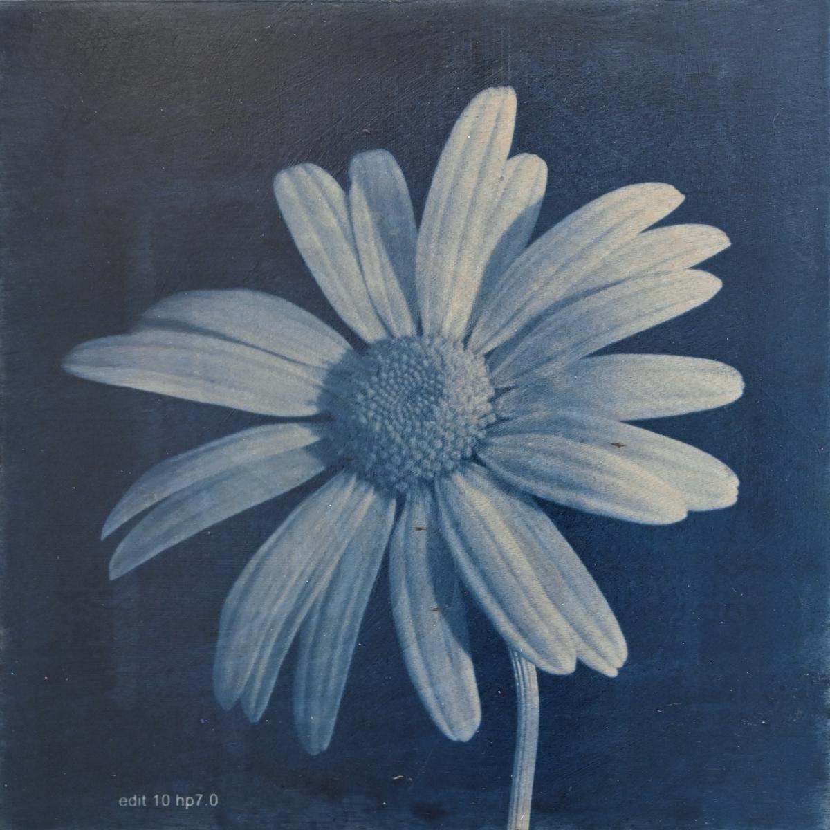 FLOWER PROOF SERIES II: #1, 2013