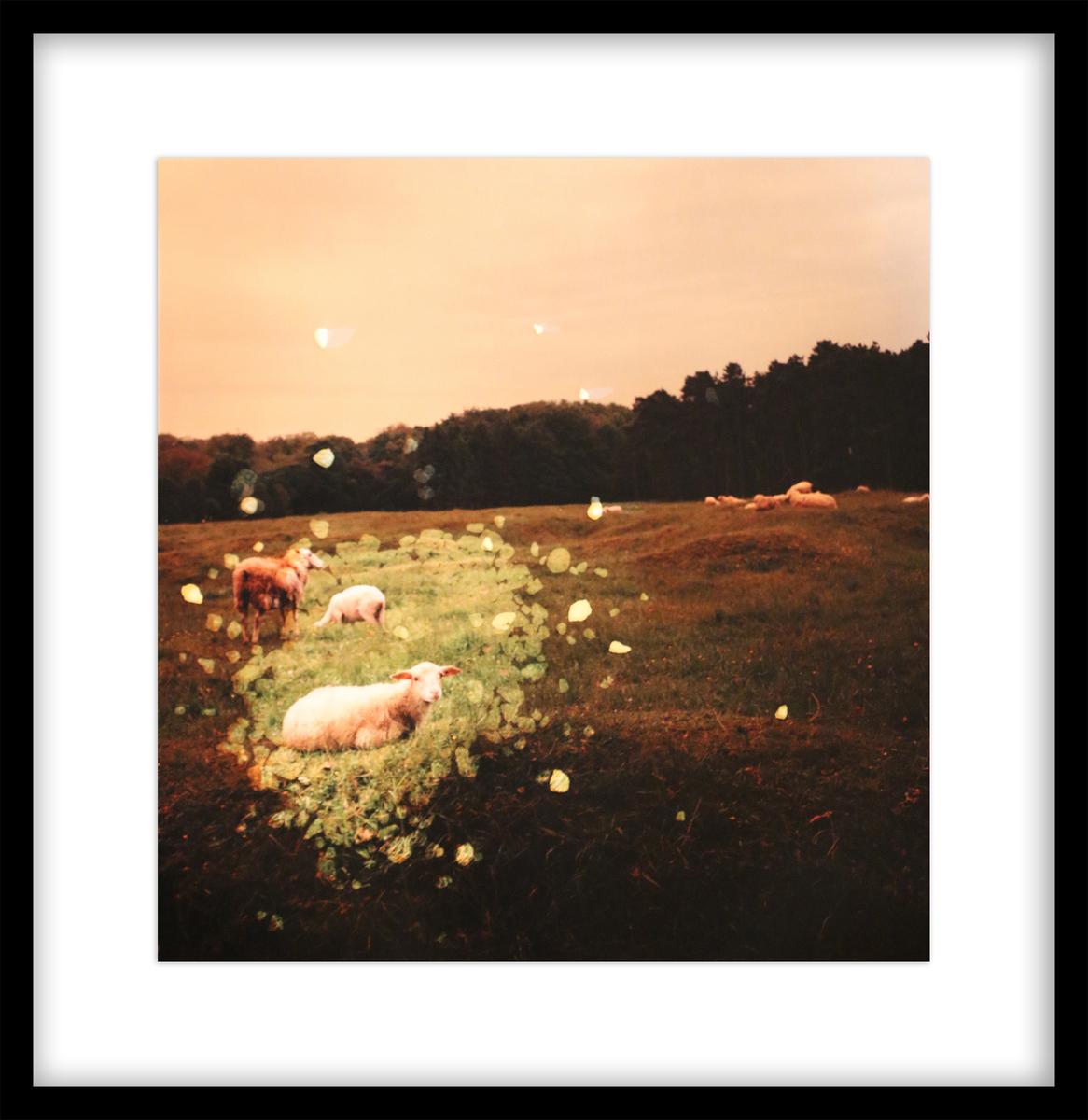 VIMY RIDGE CRATER AND SHEEP, FRANCE, ED. 1/1, 2014