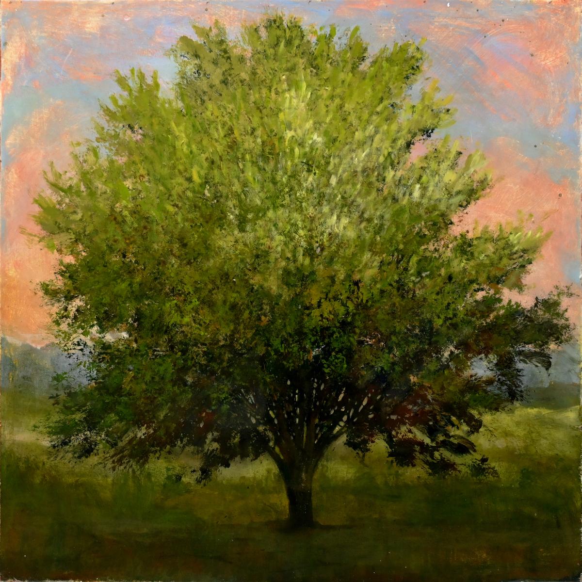 Sycamore, 2025