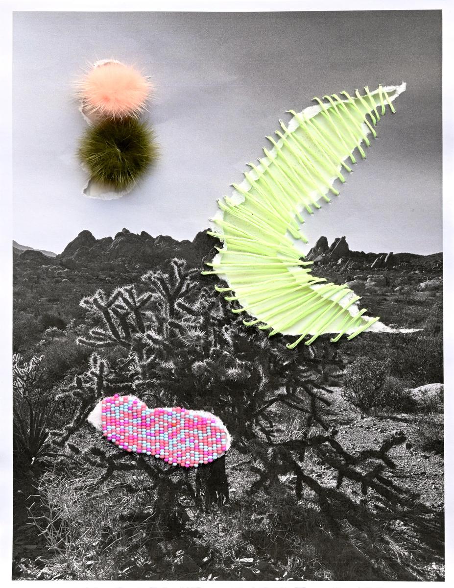 Joshua Tree, 2026, image 2