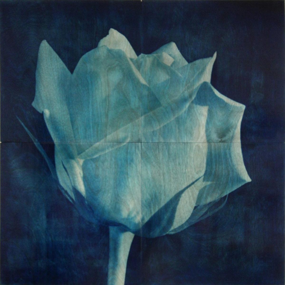 ROSE 3, 2013