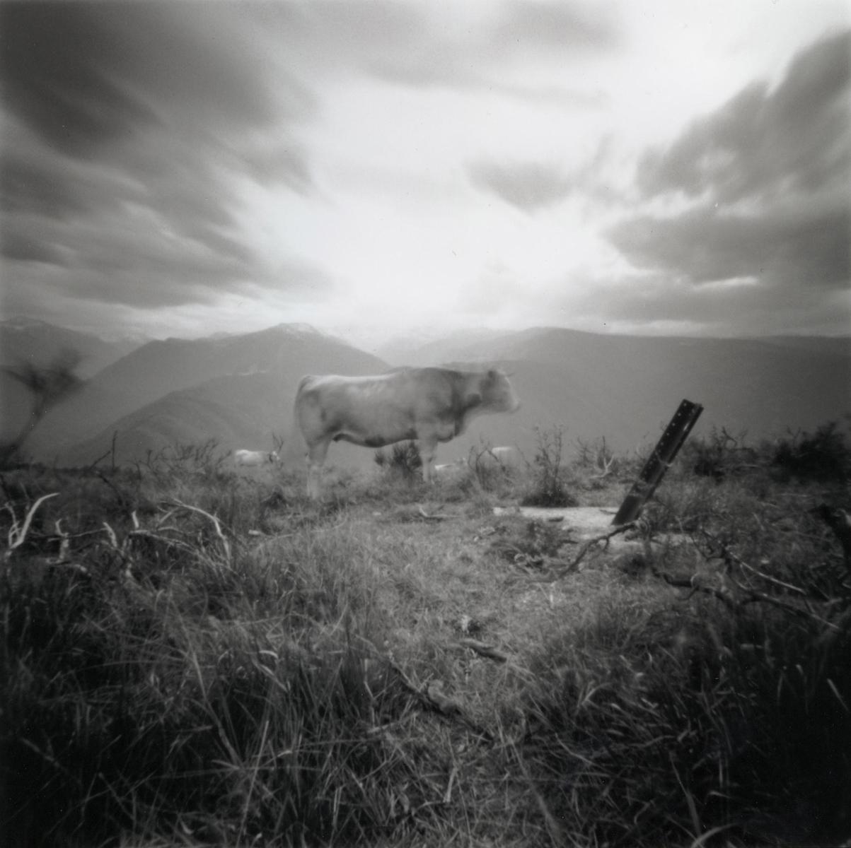 VACHE (GLORIOUS ARIEGEOISE), ED. 6/15, 2007, image 2