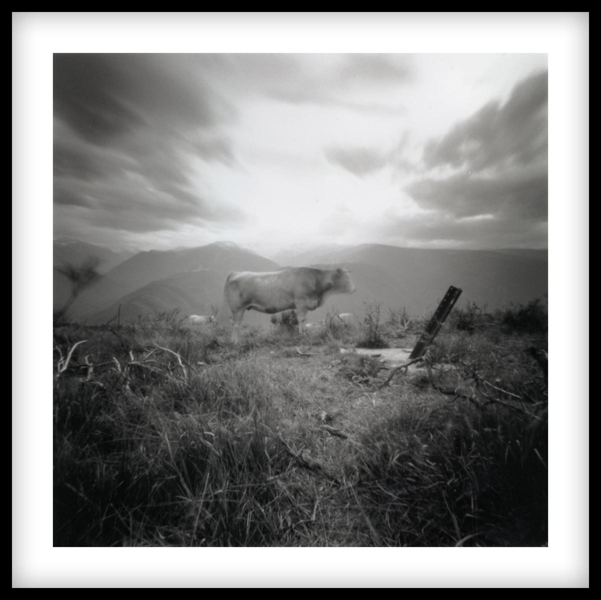 VACHE (GLORIOUS ARIEGEOISE), ED. 6/15, 2007